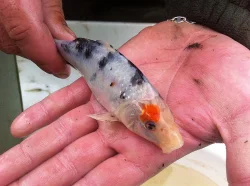 Koi kapr