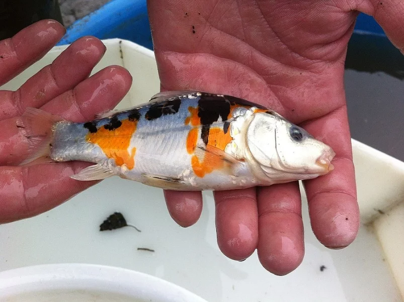 Koi kapr