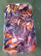 Koi kapr