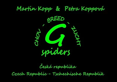 Chilobrachys andersoni 1. svlek - 100 Kč