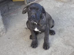 Bandog bez PP