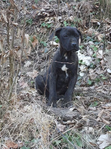 Bandog bez PP