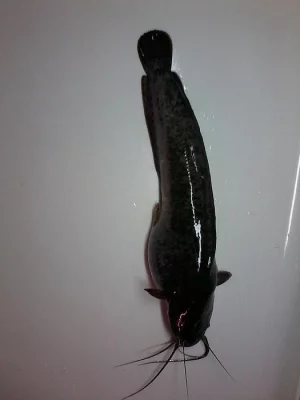 Clarias gariepinus