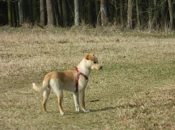 fenka Peny