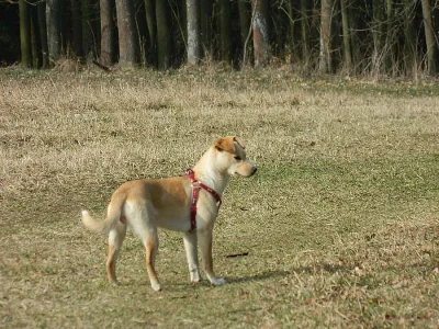 fenka Peny