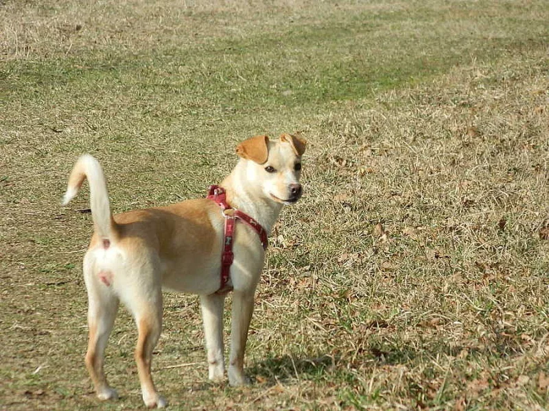 fenka Peny