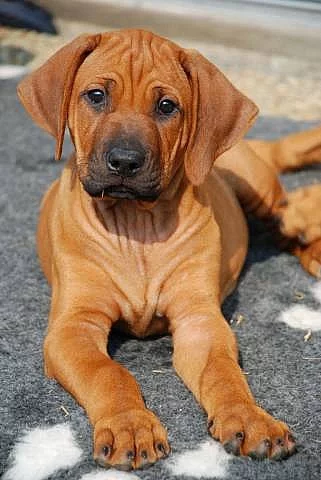 Rhodéský Ridgeback - štěňátko pejsek s PP