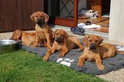 Rhodéský Ridgeback - štěňátko pejsek s PP
