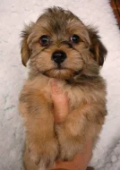 Havanský psík-bišonek bez PP