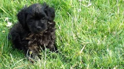 Havanský psík-bišonek bez PP