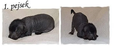 Peruánský naháč