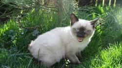 Mekongský Bobtail