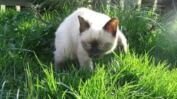 Mekongský Bobtail