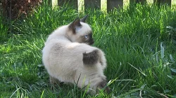 Mekongský Bobtail