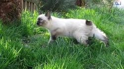 Mekongský Bobtail