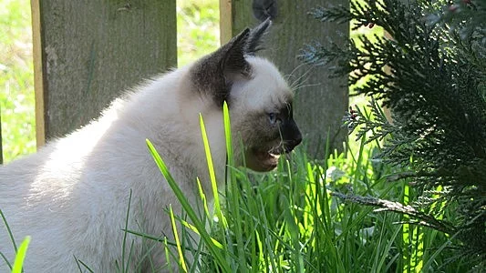 Mekongský Bobtail