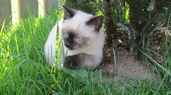 Mekongský Bobtail