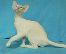 Rarita–Andělská kočka–Bílá siamka s modrýma očima