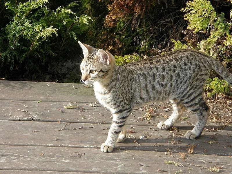 CHS nabízí 3 roztomilé F7 SBT Savannah koťátka