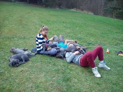 Německá doga modrá s PP
