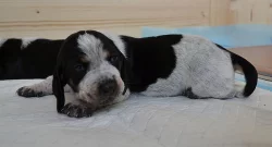 Štěňata modrého gaskoňského basseta