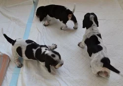 Štěňata modrého gaskoňského basseta