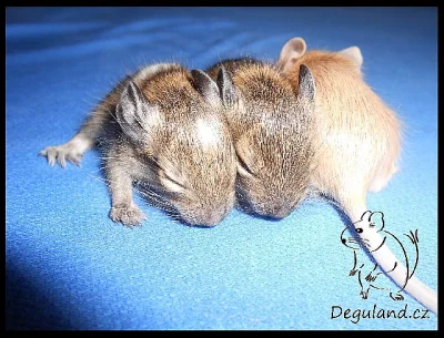 Osmák degu - Deguland