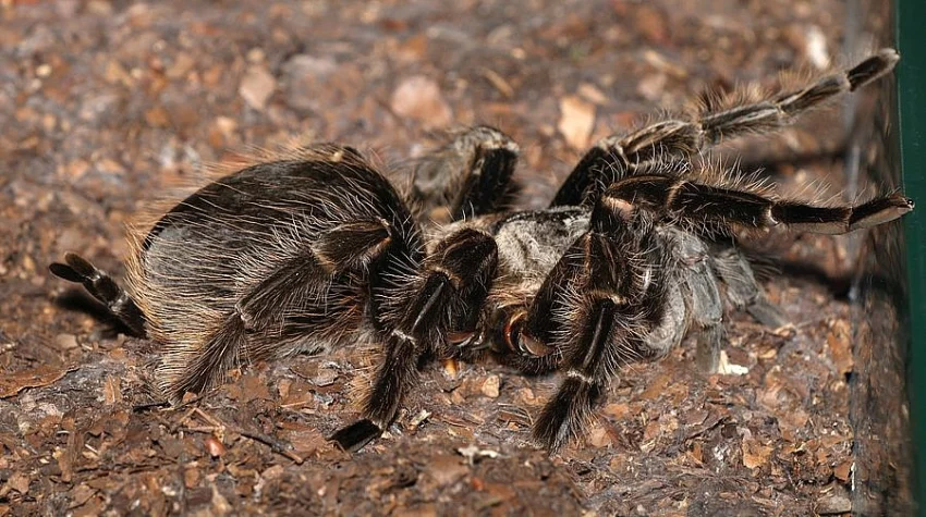 Brachypelma albopilosum is teráriem