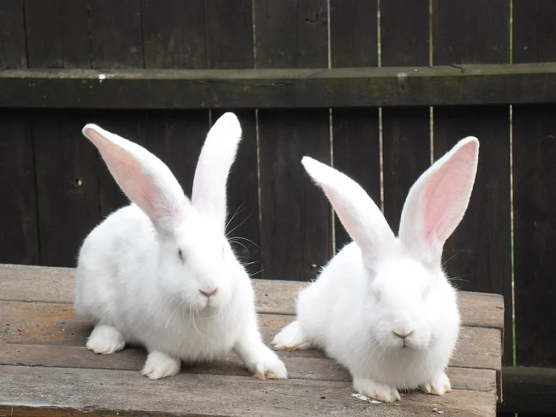 Prodám Belgické obry