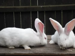 Prodám Belgické obry