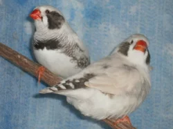 Zebřička pestrá