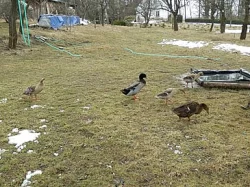 Indický běžec - 4 týdny stará káčata -  na slimáky