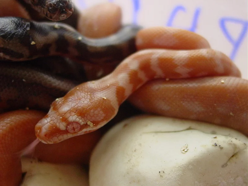 Albino morelia