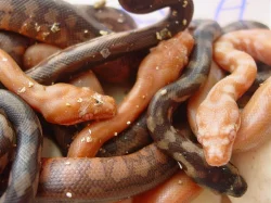 Albino morelia