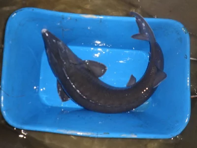 Prodej jeseterů sibiřských 5-11kg