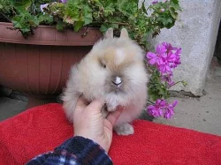 Teddy Králíček