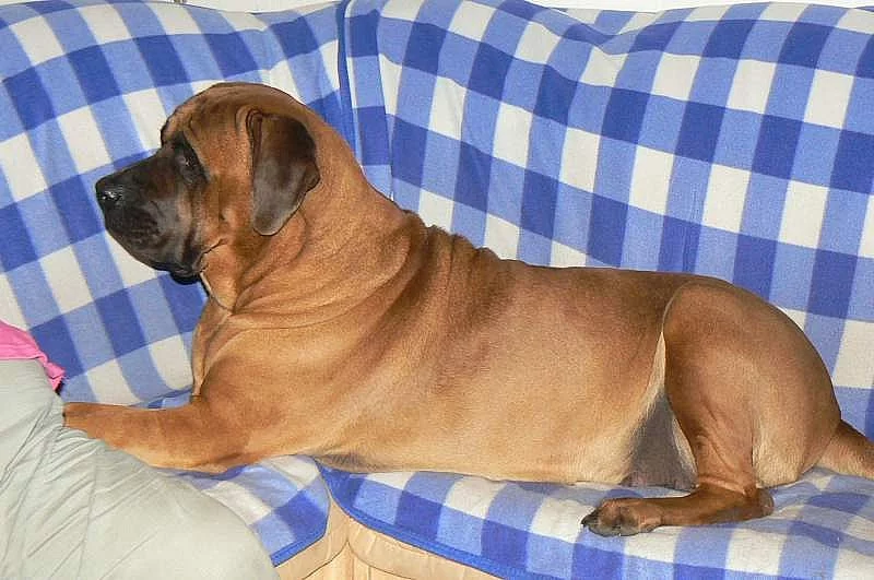 Chovatelská stanice plemene Tosa inu