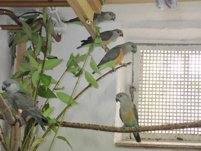 0.1 papousek cervenobrichy poicephalus rufiventris