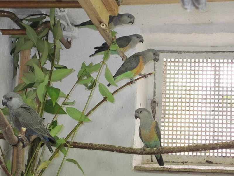 0.1 papousek cervenobrichy poicephalus rufiventris