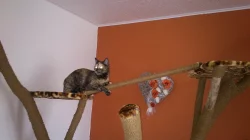 Originální škrabadlo pro kočky - ruční výroba