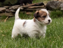 Jack Russel teriér - štěňata s PP