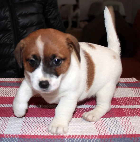 Jack Russel teriér - štěňata s PP
