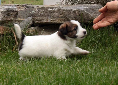 Jack Russel teriér - štěňata s PP