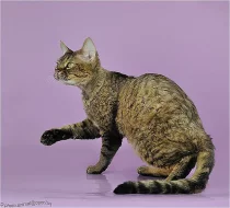 devon rex kittens