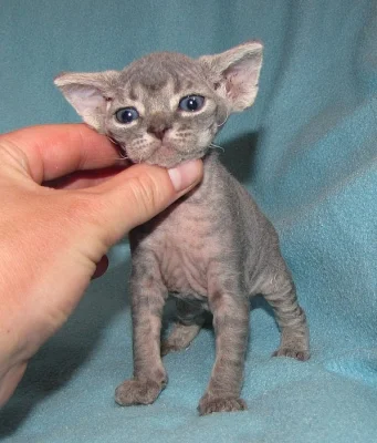 devon rex kittens
