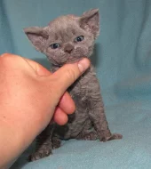devon rex kittens