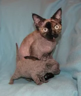 devon rex kittens