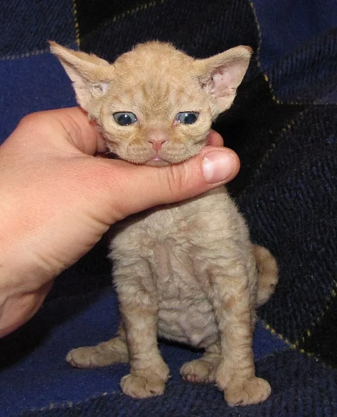 devon rex kittens