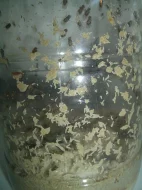 krmný chmyz - octomilky