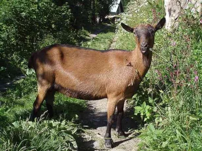 KOZÍ MLÉKO,SÝRY